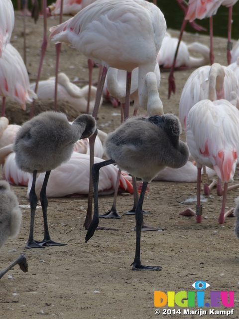 FZ006127 Greater flamingo (Phoenicopterus roseus) and chicks